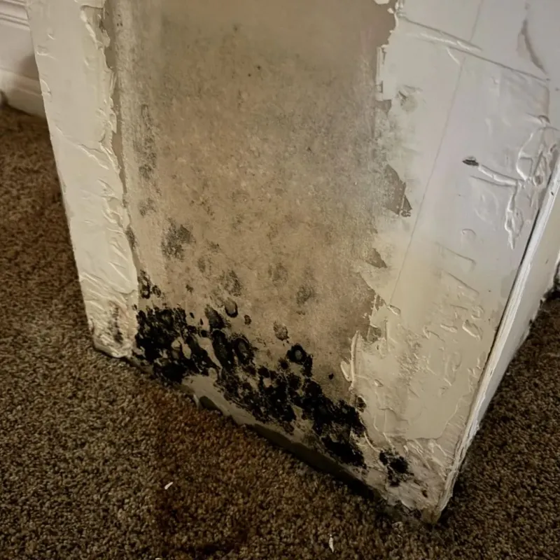 Professional Mold Removal in Delaware County, IN